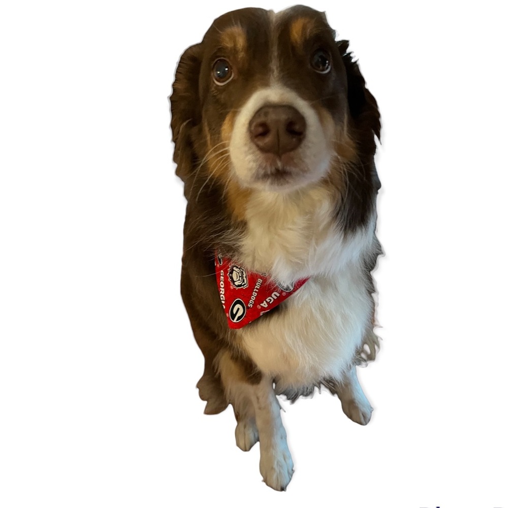 Collar Bandanna Georgia Bulldogs